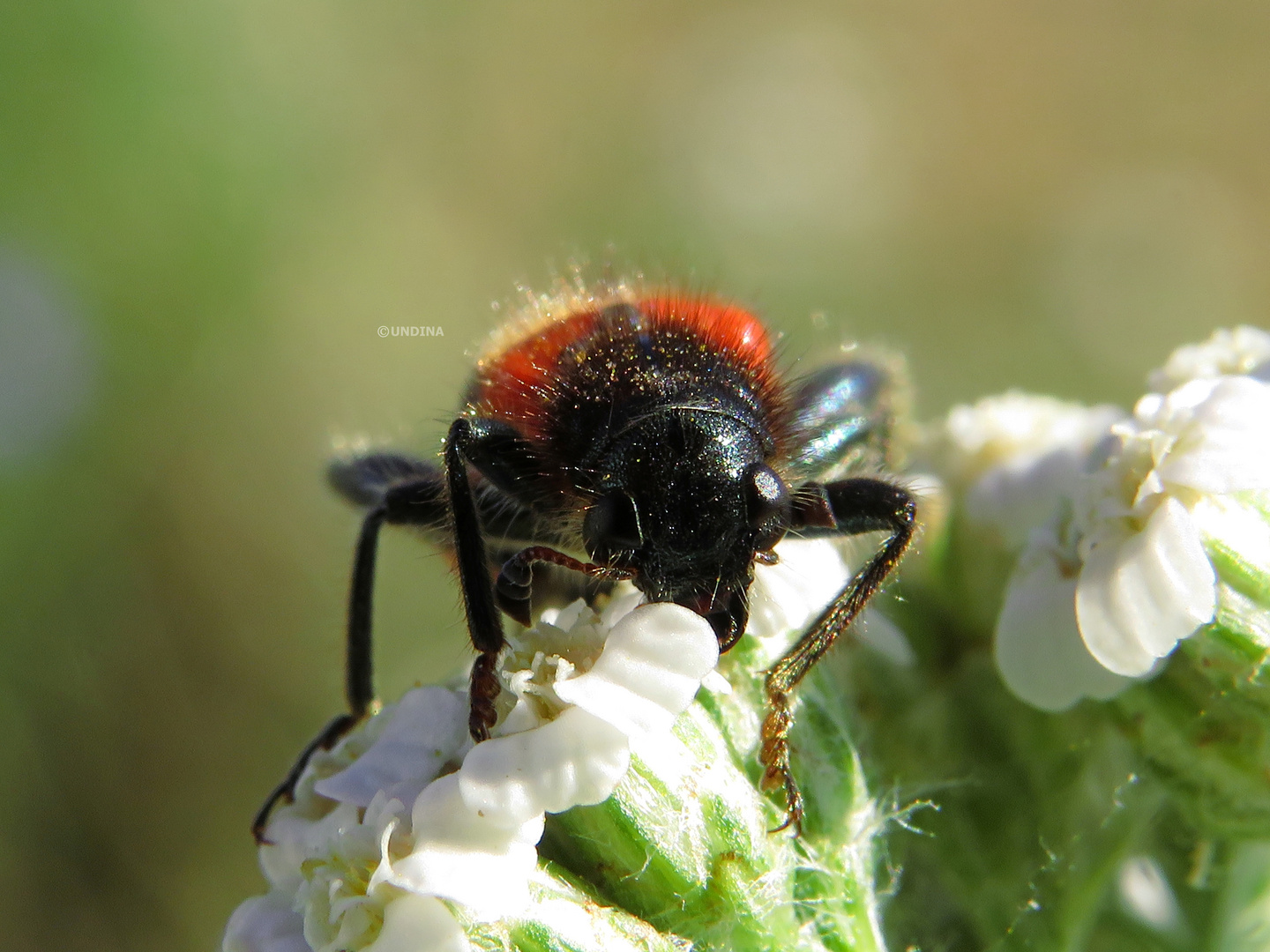 Blister Käfer