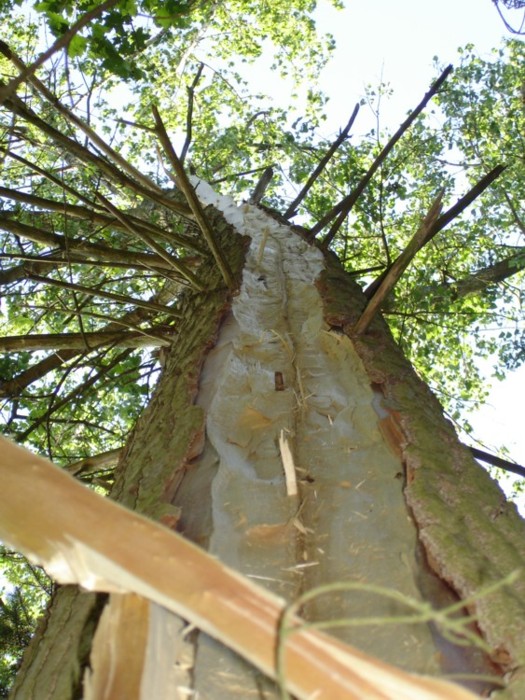 Blitz trifft Baum von Anja Brinkmann