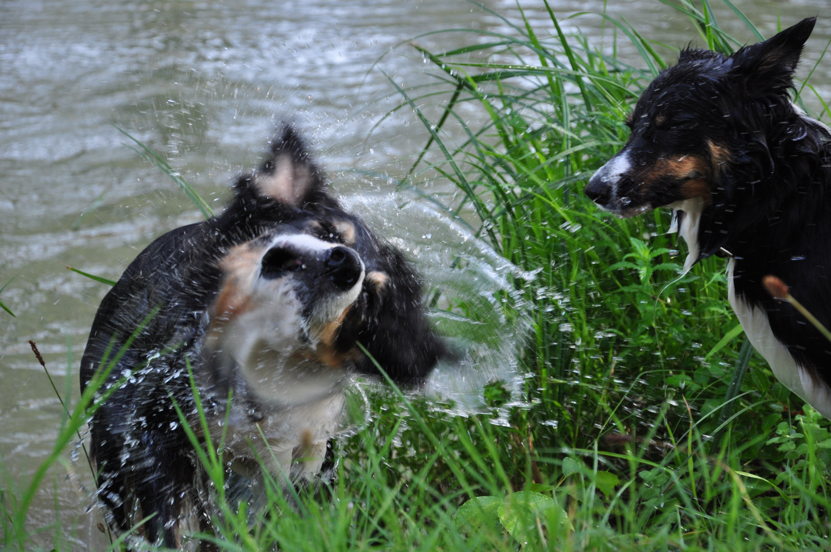 blitz und cifa beim baden