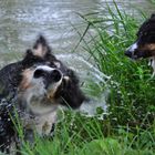 blitz und cifa beim baden