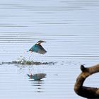 Blitzaktion - Auftauchender Eisvogel mit Beute -Doku-