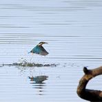 Blitzaktion - Auftauchender Eisvogel mit Beute -Doku-