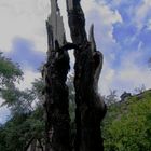 Blitzeinschlag Baumdenkmal