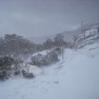 Blizzard on Rough Ridge Trail