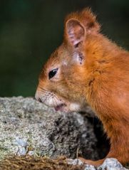 "Bloäää .... is mir schlecht."