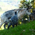Blobe Ziege - Eine alte bedrohte Ziegenrasse aus dem Alpenraum