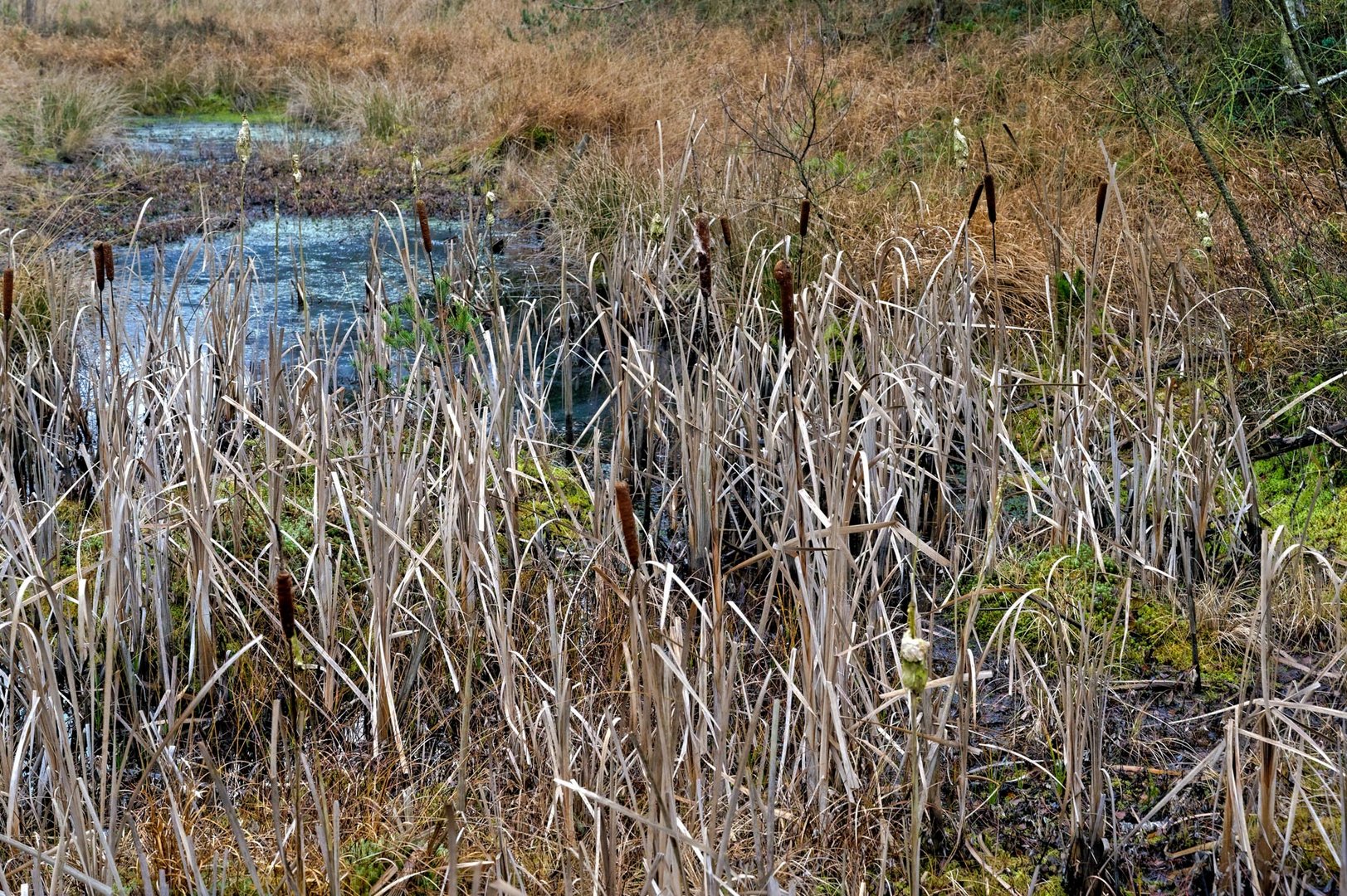 blockheide gmünd 