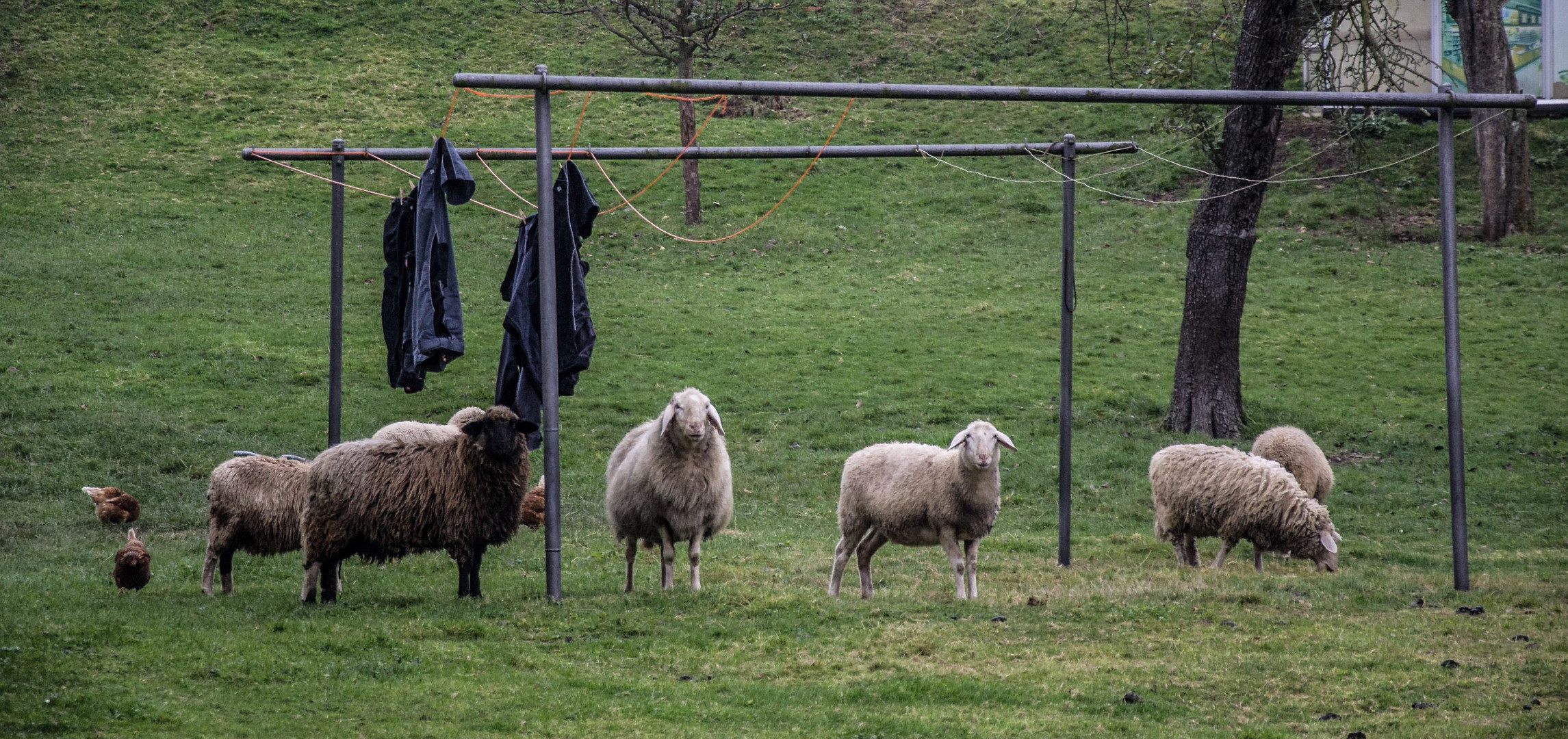 Blöd aus der Wäsche gucken