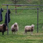 Blöd aus der Wäsche gucken