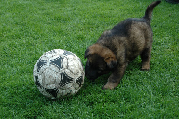 Blöder Ball... beweg dich...