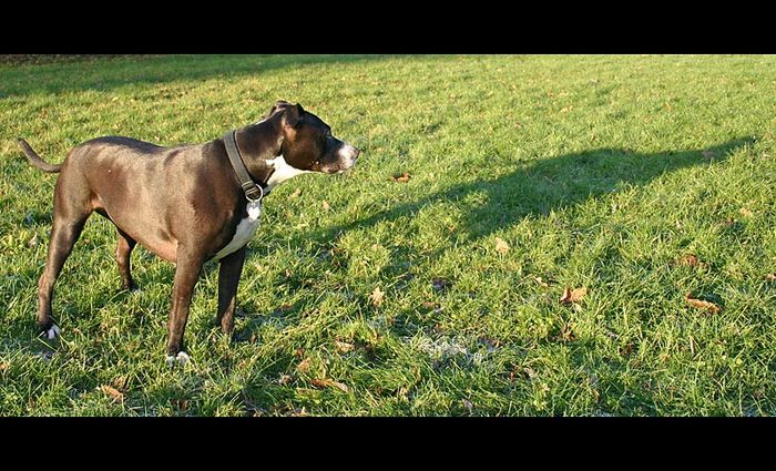 Blöder Hund schau hier her !!!!!