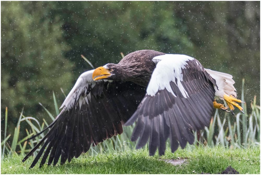 blöder Regen