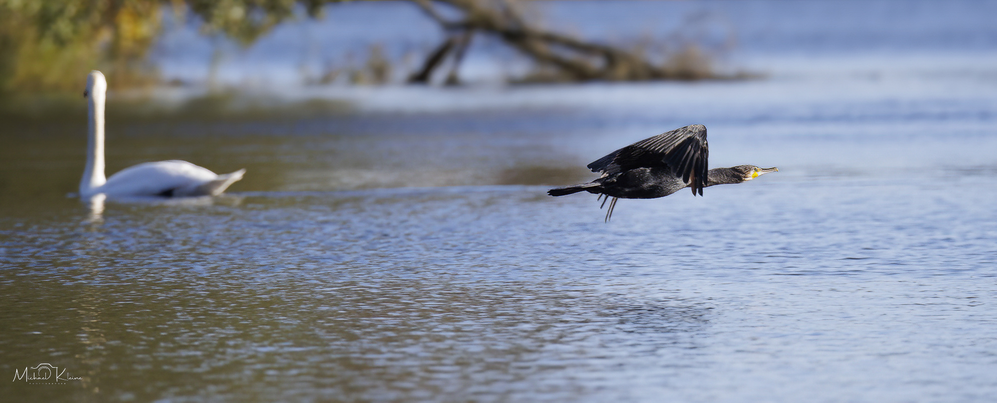 "Blöder Schwan...!"