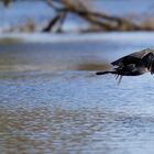 "Blöder Schwan...!"