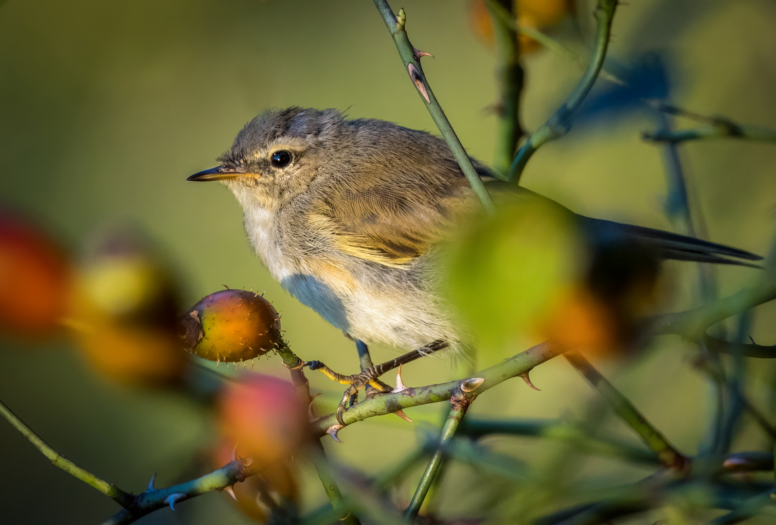 "BLÖDES BLATT"