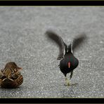 blödes Huhn...