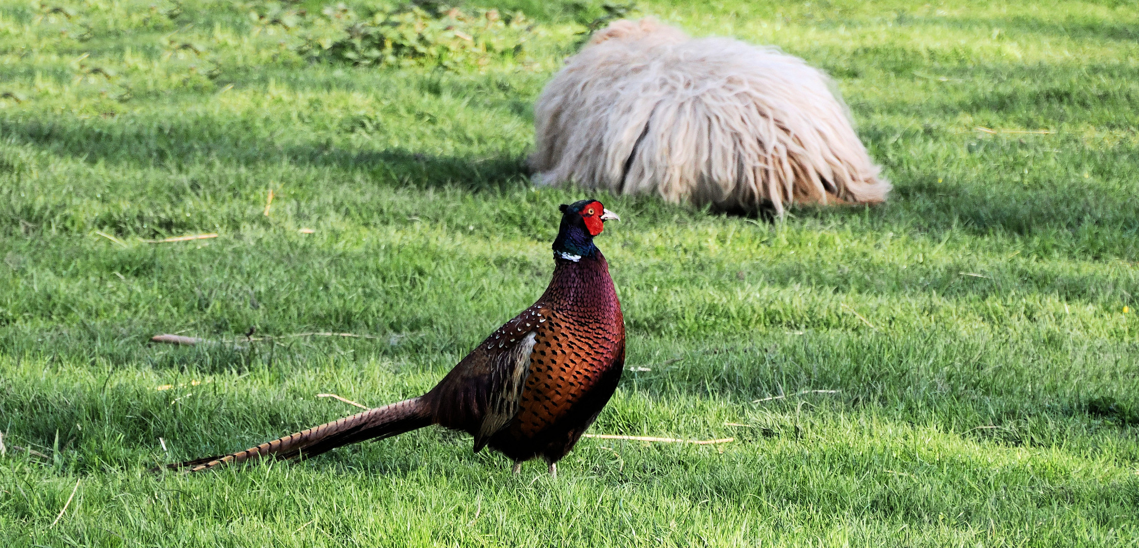 Blödes Schaf guckt gar nicht wie schön ich bin … 