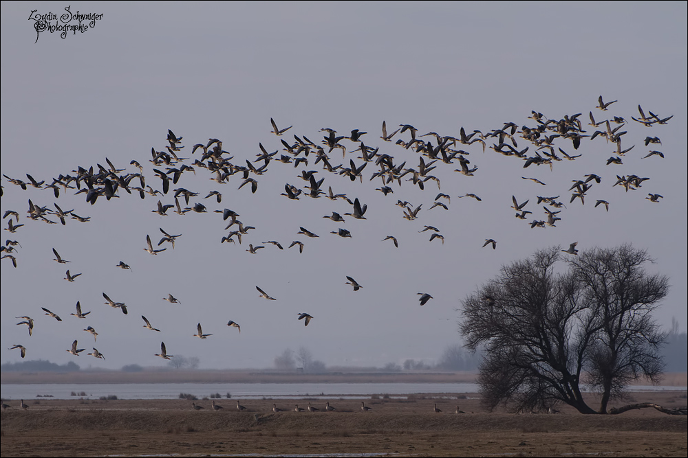 Blödmänner am Neusiedlersee....