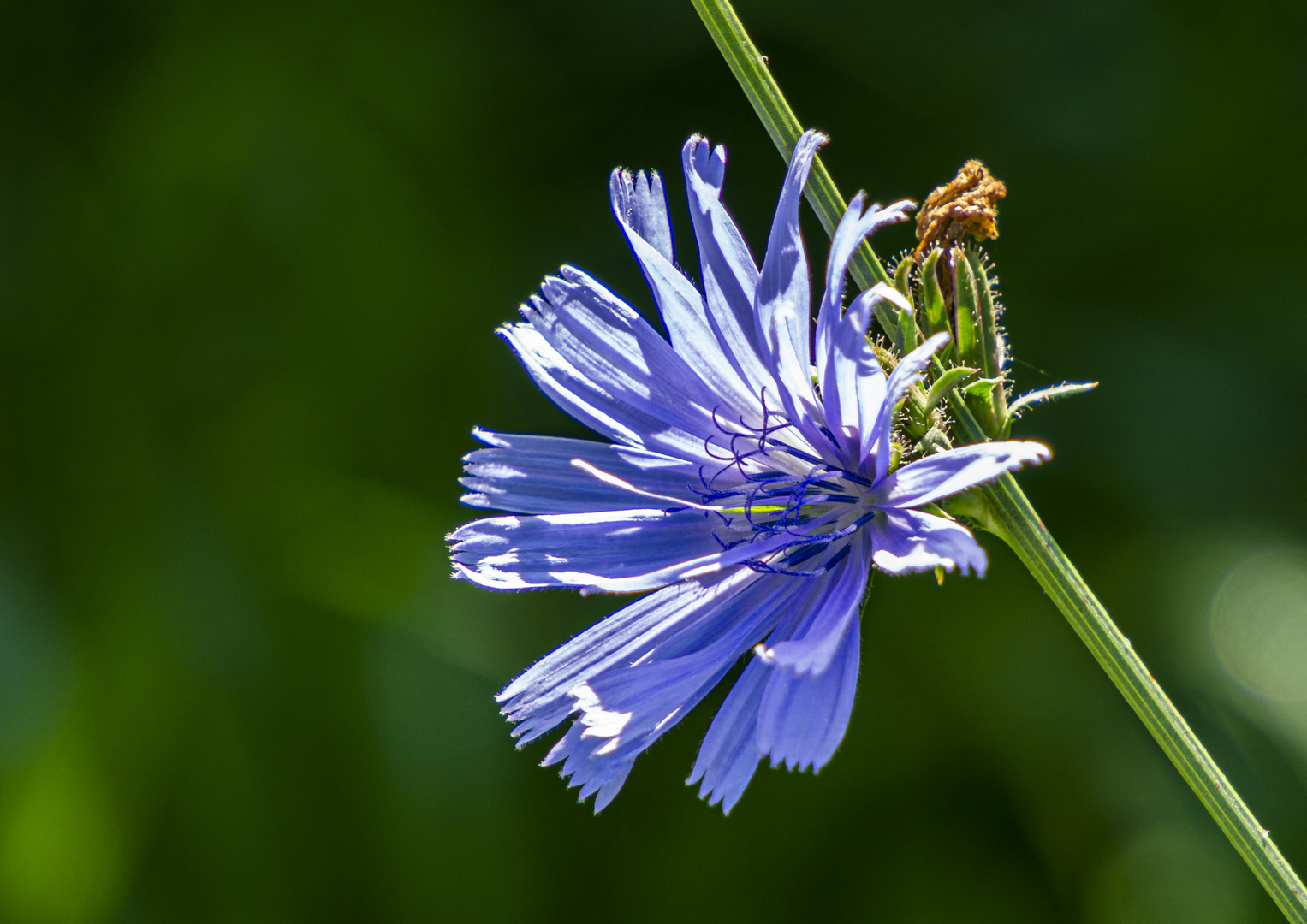 bloem (20 van 1)