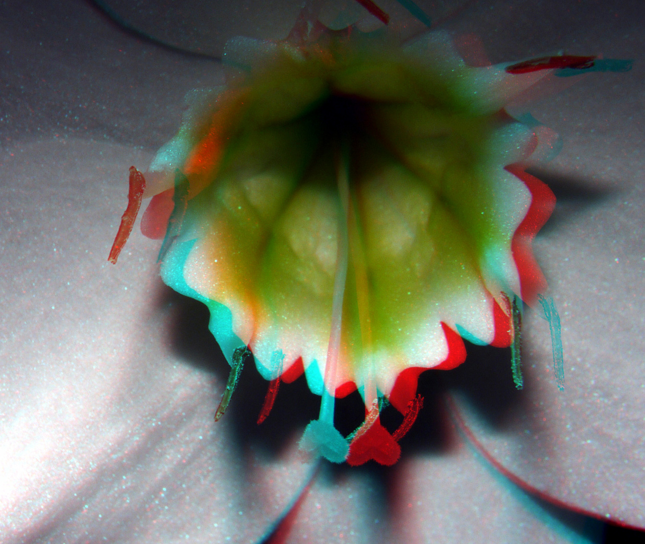 Bloem 3D macro TTW