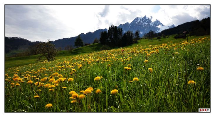Blömcherblick Richtung Pilatus