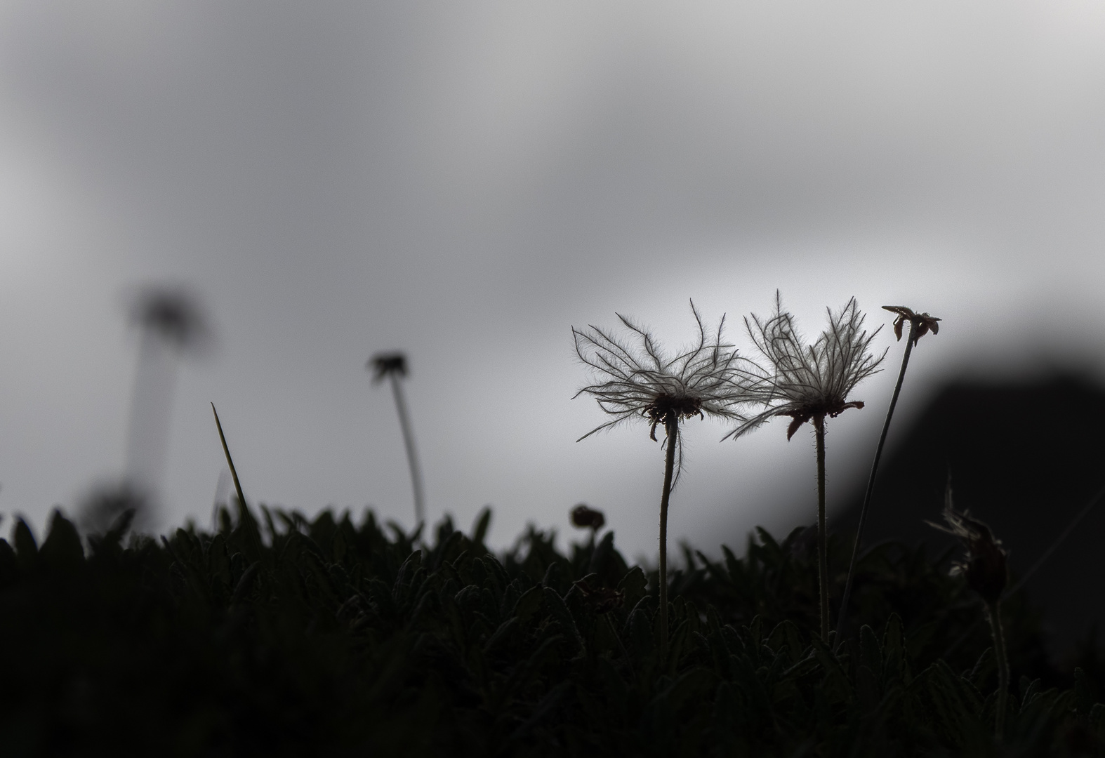 Blömches in den Bergen 