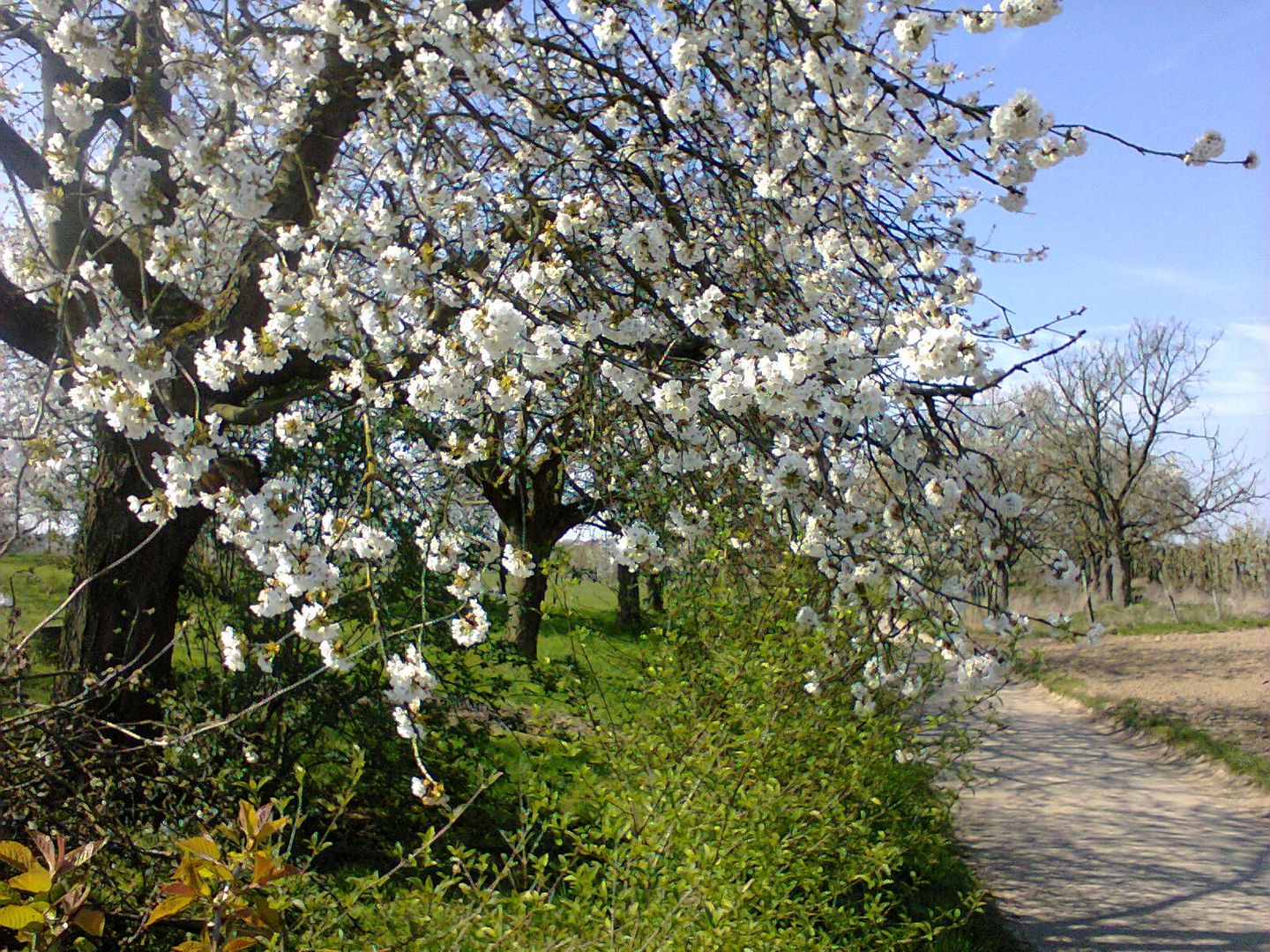 bloesem limburg