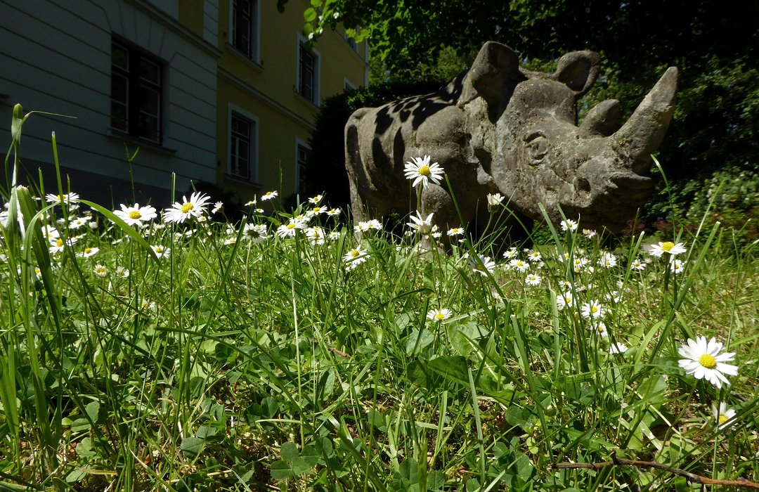 Blomen und Rhinozeros