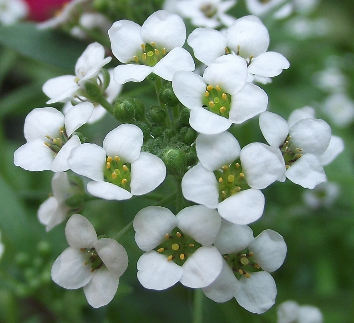 Blomme in my tuin