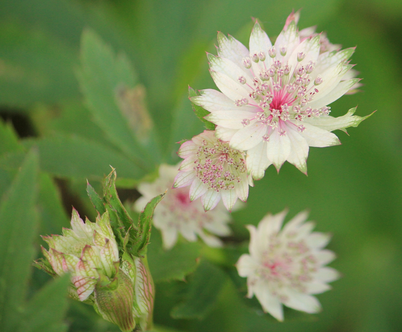 Blommetjie 1