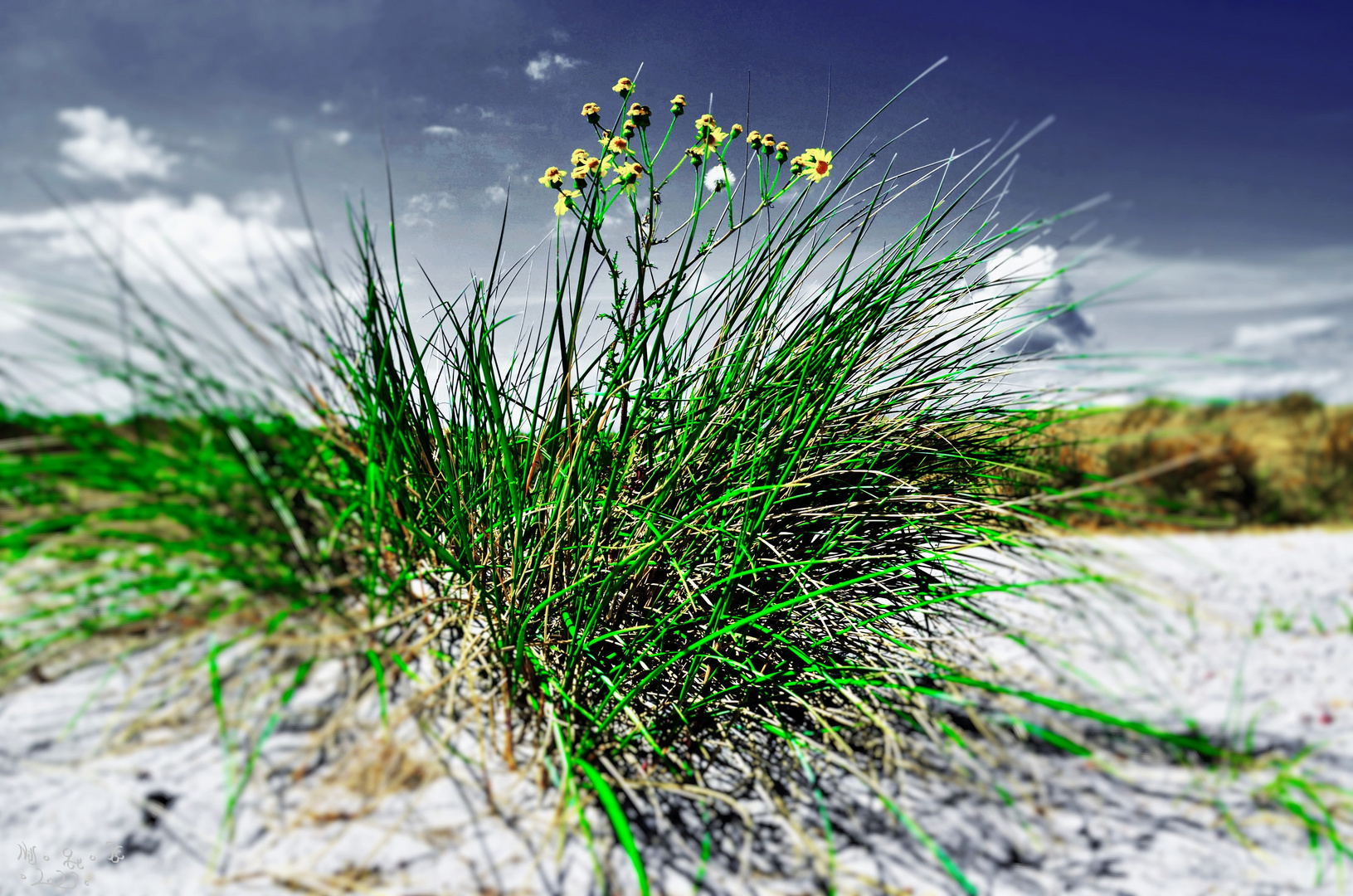 BlomsterFarve Dk2022