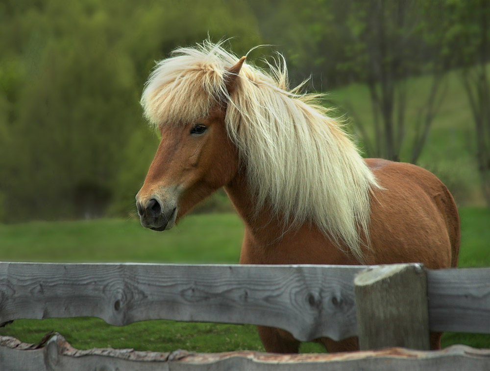 Blond Beauty