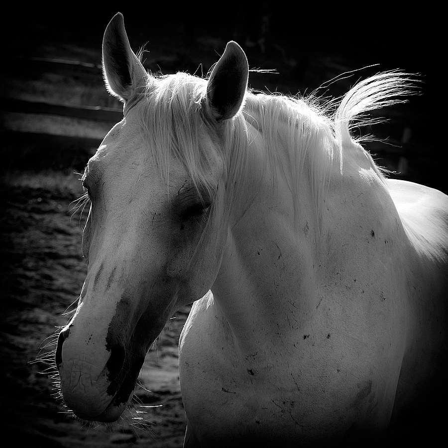 Blond beauty