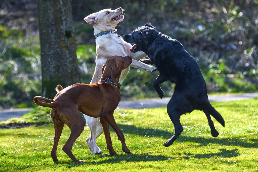 Blond, Brünett, Schwarz