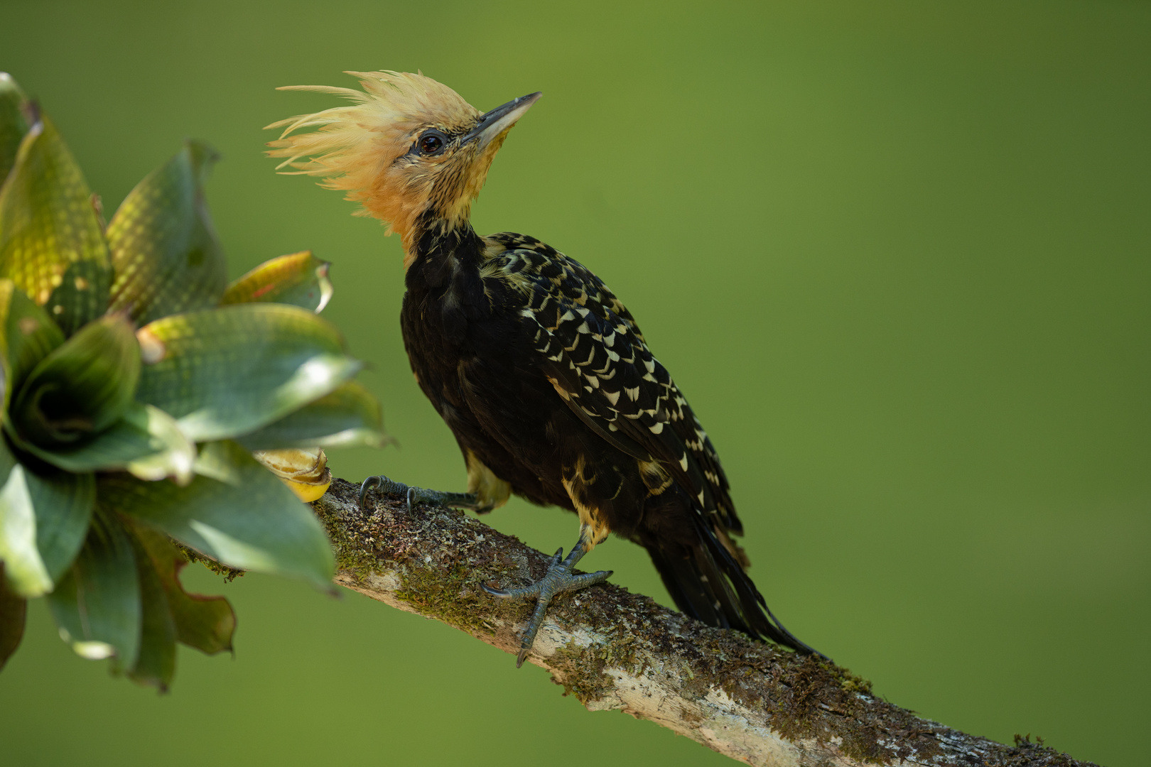 Blond-Crested Woodpecker