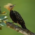 Blond-Crested Woodpecker