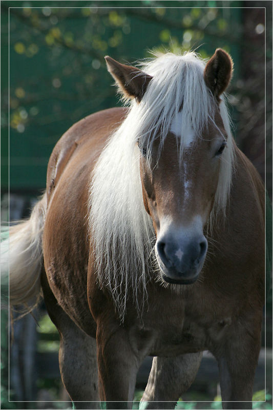 "Blond" fotografiert sich bei jedem Licht......