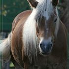 "Blond" fotografiert sich bei jedem Licht......