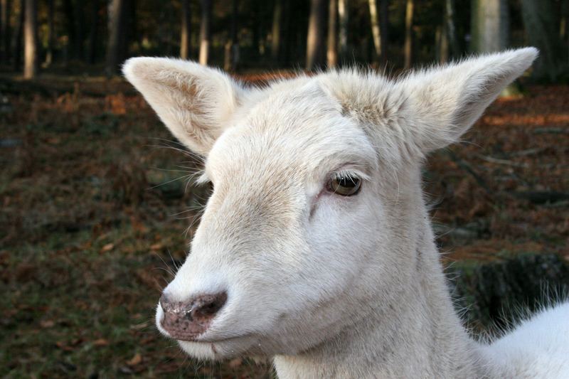 Blond gefärbt !!!