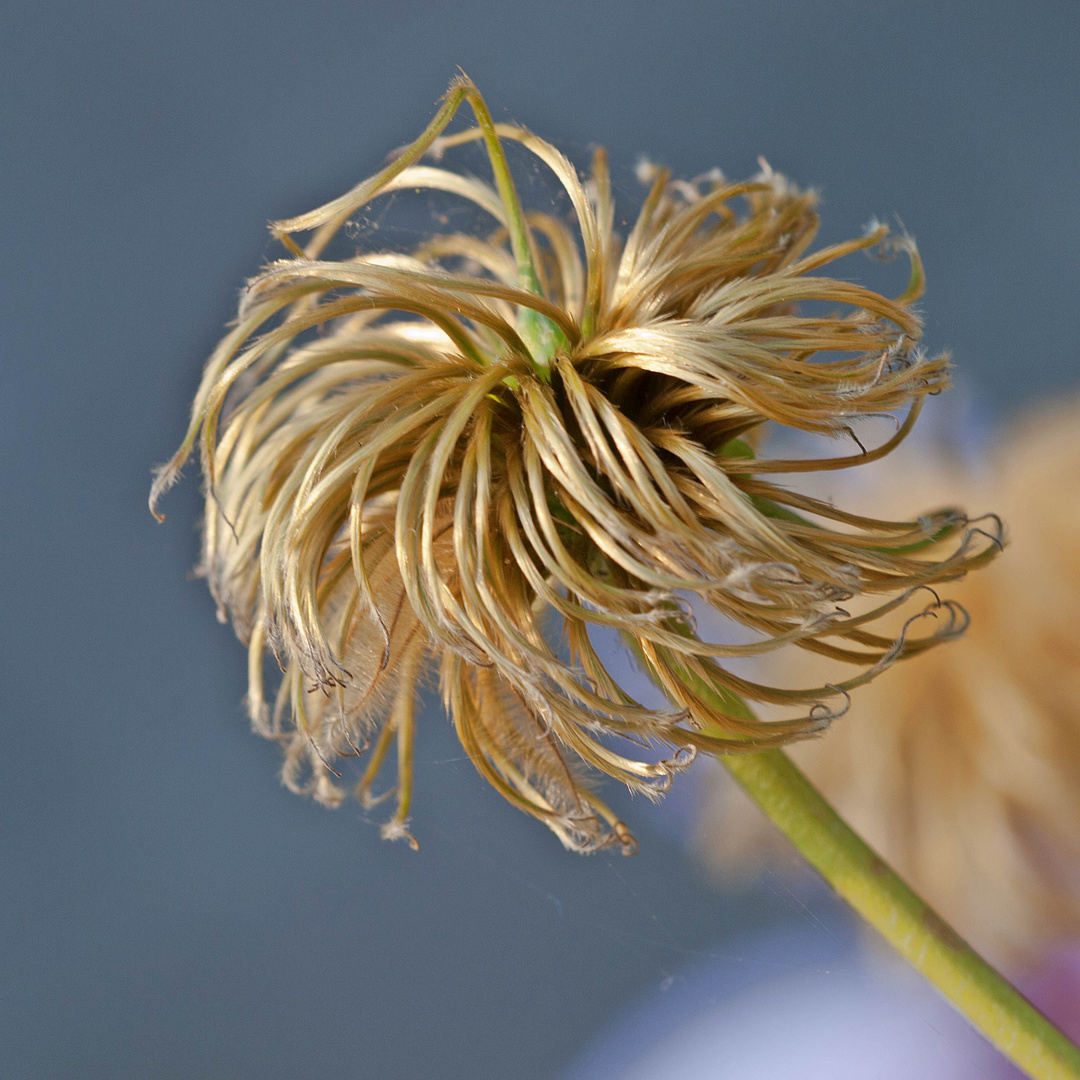 blond und verweht!