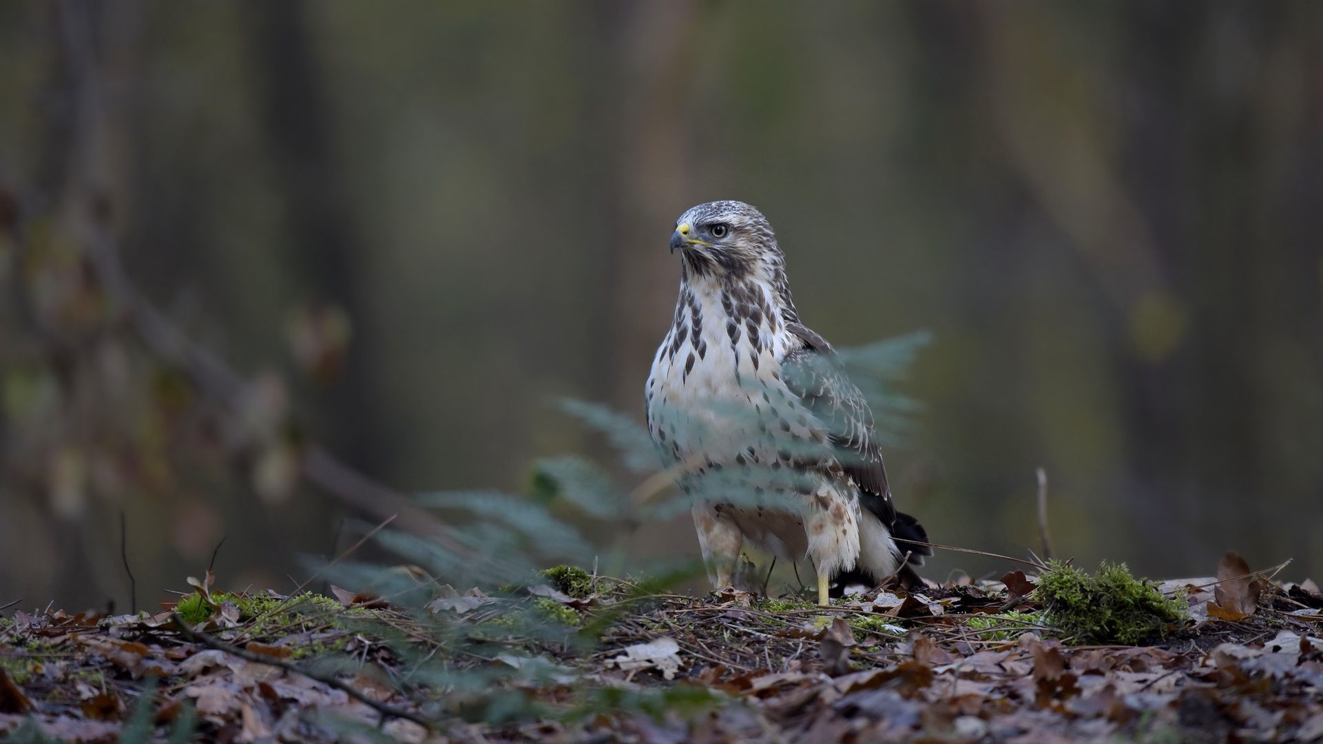 blonde buizerd_TOI1947ac