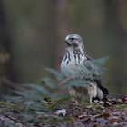 blonde buizerd_TOI1947ac