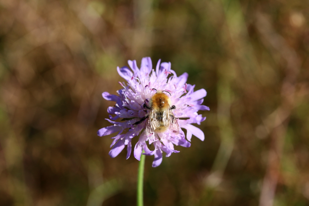 Blonde Hummel 1