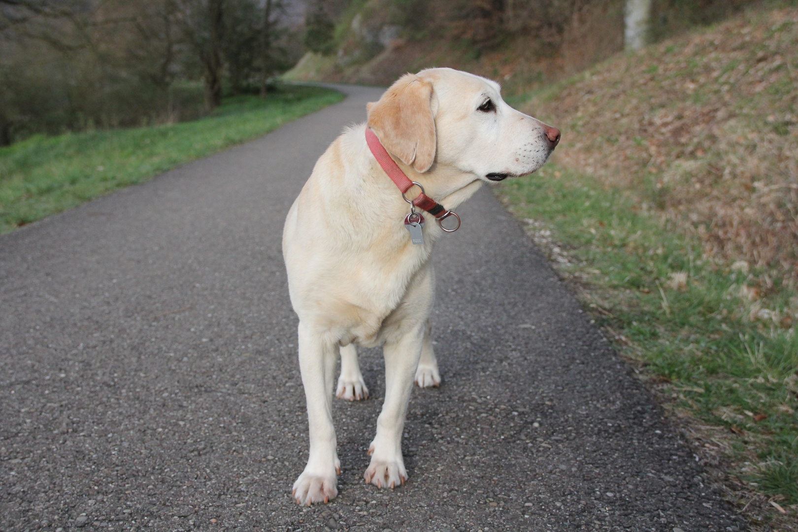 Blonde Labradorhündin