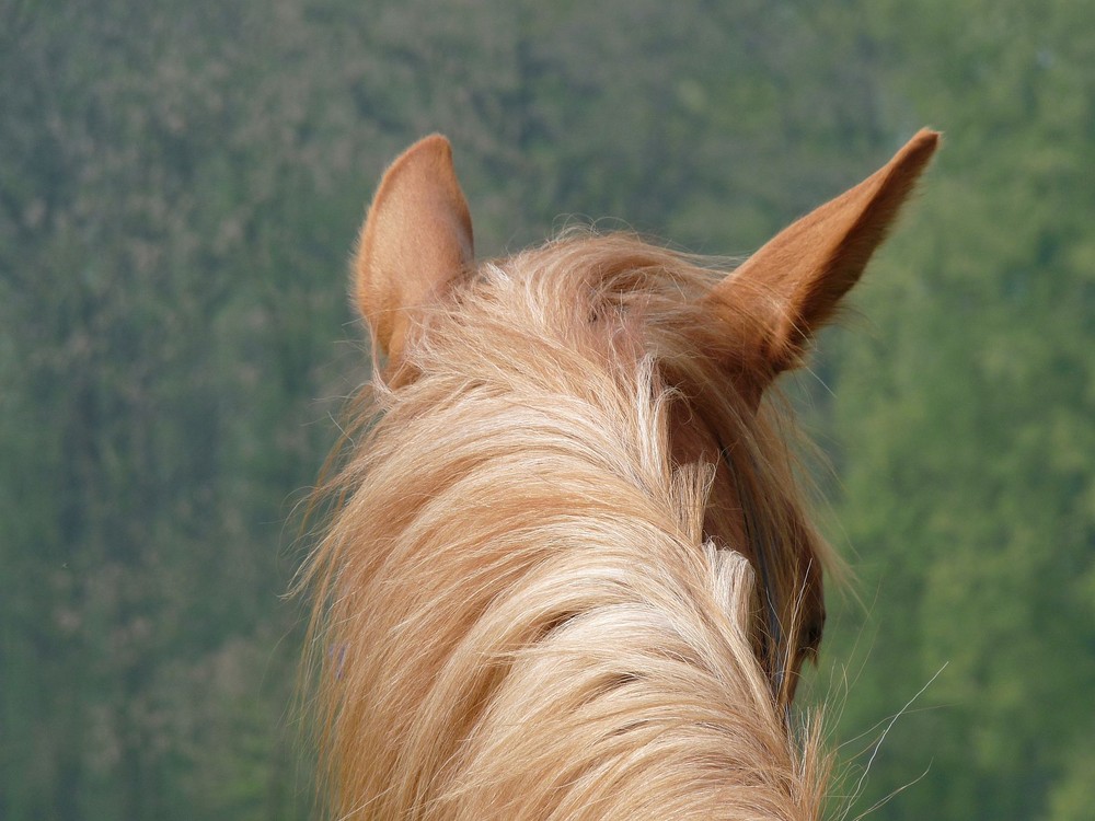 Blonde Mähne