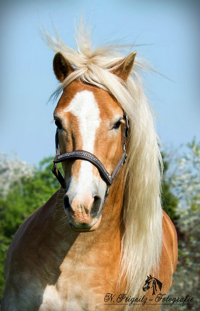 Blonde Mähne im Wind