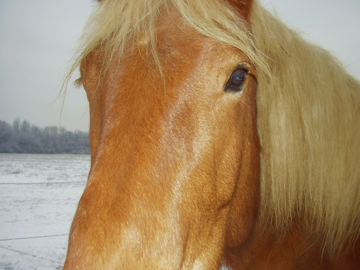 Blonde Schönheit