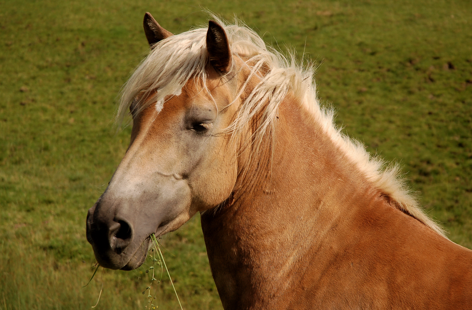 Blonde Schönheit