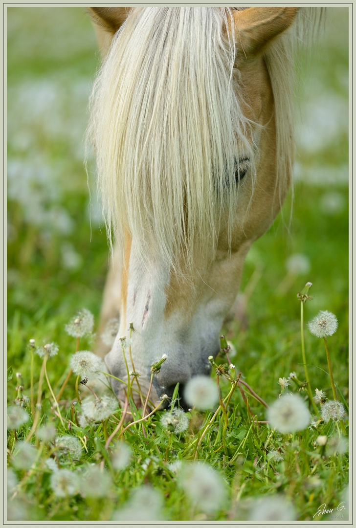 Blonde Schönheit ;-)