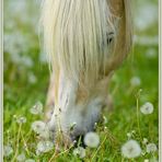 Blonde Schönheit ;-)